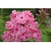 Флокс Phlox Викинг
